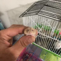 همستر کمپل|موش و خرگوش|تهران, سبلان (لشگر)|دیوار