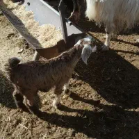 حیون|حیوانات مزرعه|دهدشت, |دیوار