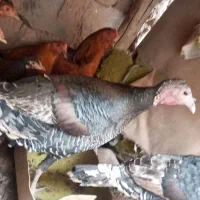 بوقلمون ماده