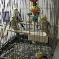 عروس هلندی کینگ سایز نیمه دستی