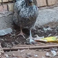 تخم گلین ریشو|حیوانات مزرعه|اهواز, اسلام آباد غربی|دیوار