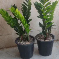 استند و کودهای خارجی|گل مصنوعی|جهرم, |دیوار