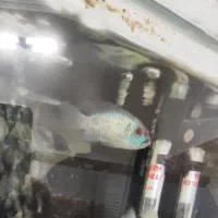 ماهی پرکسیموس و بلواکارا|ماهی|بروجرد, |دیوار