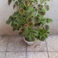 گل حسن یوسف