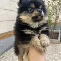 چهارعدد|سگ|خمینی‌شهر, |دیوار