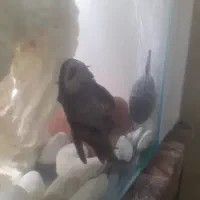 کت اسپرت انجل