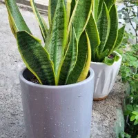 گل سانسوریا