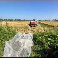 برنج دم سیاه از خود من کشاورز