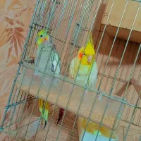 عروس هلندی رو تخم و با جوجه