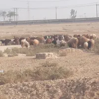 فروش بره چاق درجه یک گوشتی وزنده ونذری خونریزی|حیوانات مزرعه|بندر امام خمینی, |دیوار