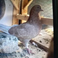 شازده زرد|حیوانات|قم, نیروگاه|دیوار