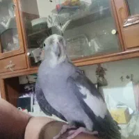 عروس هلندی نره دستی  نیس