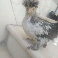 نیمچه مرغ وخروس کوشین وسلطان|حیوانات مزرعه|دهگلان, |دیوار