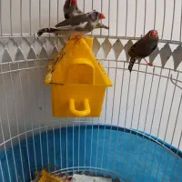 فنج مولد معاوضه