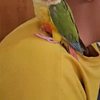 گرینچیک سخنگو، با شناسنامه و حلقه پا