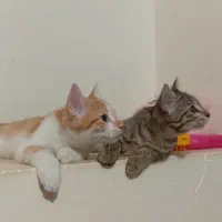 گربه ۵ ماهه|گربه|سنقر, |دیوار