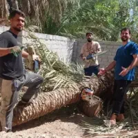 بریدن نخل قطع نخل درخت هرس سم موریانه ت نقاط اهواز