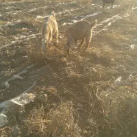 بز و بزغاله|حیوانات مزرعه|لالجین, |دیوار