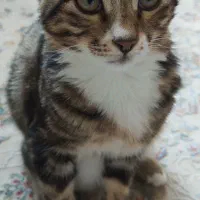 گربه 6ماهه