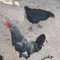 مرغ و خروس|حیوانات مزرعه|تبریز, |دیوار