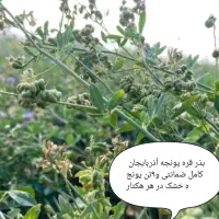 بذر قره یونجه آذربایجان با تناژ 9تن در هکتار|خدمات باغبانی و درختکاری|شیراز, پارک آزادی|دیوار