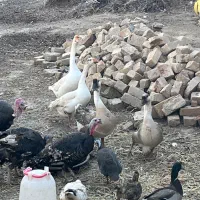 تخم قوغاز