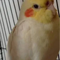 سه تا عروس هلندی دوتا نر یدونه ماده بفروش میرسه