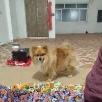 سگ پامر نر|سگ|قیدار, |دیوار