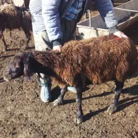 فروش گوسفند ماده