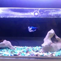 ماهی فایتر کلکسیونی