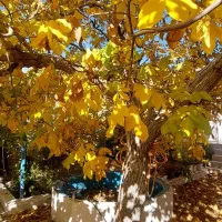 اجاره کوتاه مدت ویلایی یاس|اجارهٔ کوتاهمدت ویلا و باغ|شهمیرزاد, |دیوار