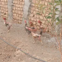 مرغ|حیوانات مزرعه|ساوه, |دیوار