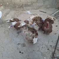 بوق چاق|حیوانات مزرعه|سرپل ذهاب, |دیوار