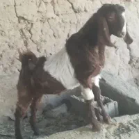 نری چاق|حیوانات مزرعه|نرماشیر, |دیوار