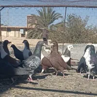 کبوتر تیپ نقش خاش