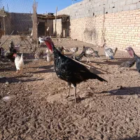 مرغ و خروس گلین عشایری|حیوانات مزرعه|زید آباد, |دیوار