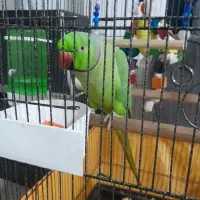 طوطی ملنگو|پرنده|قرچک, میرزائی شمالی|دیوار