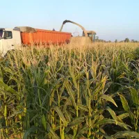 استخدام راننده تریلی جهت  ذرت علوفه