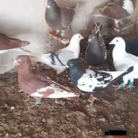 کفتر|پرنده|شیروان (خراسان), |دیوار