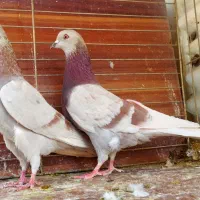 ده جفت کفتر آس|پرنده|تهران, نیروی هوایی (پیروزی)|دیوار