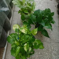 گل‌های آپارتمانی و بیرونی|گل و گیاه طبیعی|ساری, |دیوار