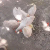 جوجه