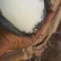 زاغ کله سفید کلایی نر محکم|پرنده|بم, |دیوار