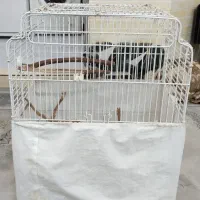 قفس کاسکو فروشی|لوازم جانبی حیوانات|پاکدشت, پاکدشت (مامازند)|دیوار