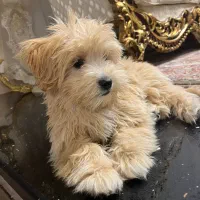 سگ خانگی|سگ|شهر ری, علایین|دیوار