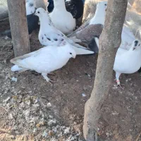 کبوتر|پرنده|ماکلوان, |دیوار