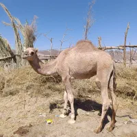 شتر|حیوانات مزرعه|ریگ ملک, |دیوار
