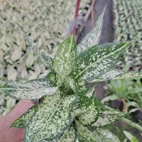 گل آگلونما برفی