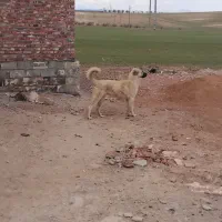 واگذاری توله عراقی ۱۰ ماهه