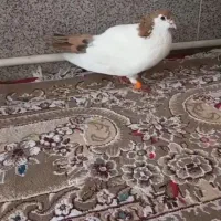 کفتر خال دم